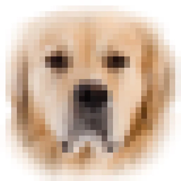 Square pixel image of dog with vignette — Stock Photo, Image