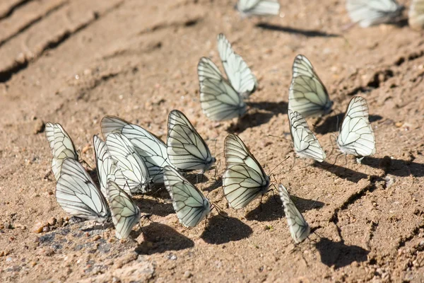 Viele weiße Schmetterlinge auf dem braunen sand — Stockfoto