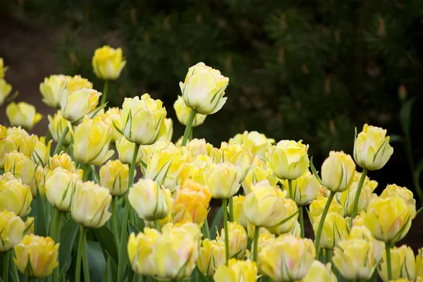 Molti tulipani gialli — Foto Stock