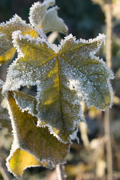 Заморожені листя винограду — стокове фото