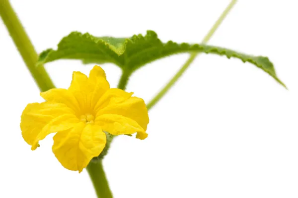 Komkommer bloem geïsoleerd — Stockfoto