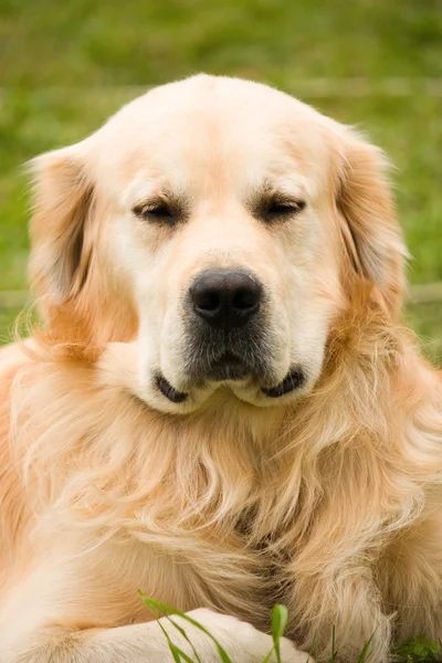 Golden retriever é grave — Fotografia de Stock