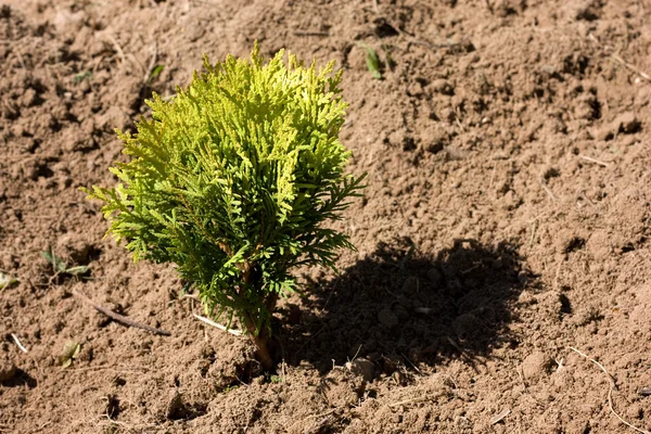 乾燥した土壌で小さい thuja — ストック写真