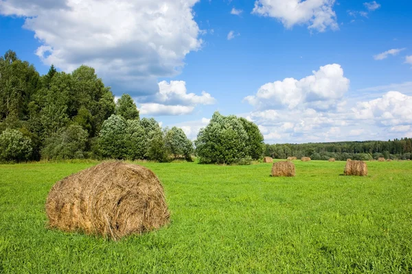 Terrain avec arbres et les meules de foin — Photo