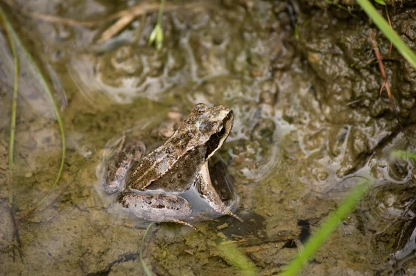 Groda i pöl — Stockfoto