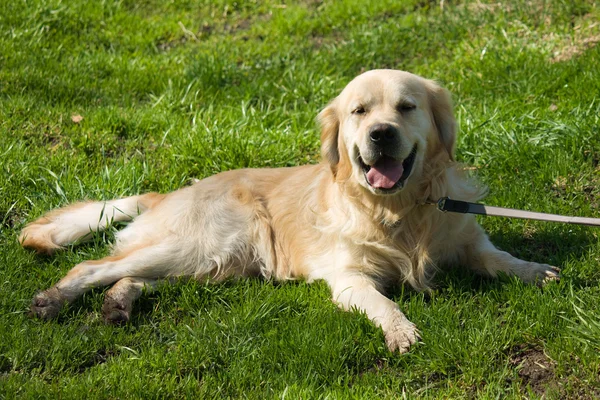 Golden retriever deitado na grama verde — Fotografia de Stock