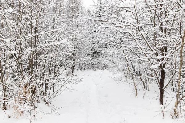 Forêt Enneigée Hivernale Par Temps Nuageux Sous Une Douce Lumière — Photo