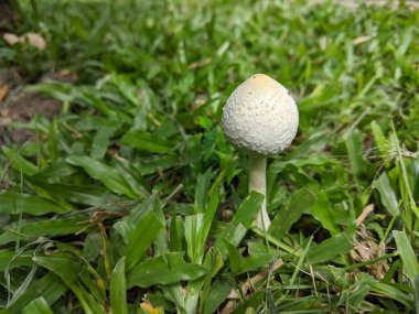 Küçük beyaz mantar çimenli zeminde büyüyor.
