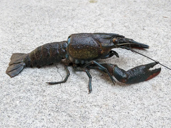 Dark blue lobster animal, side view shot