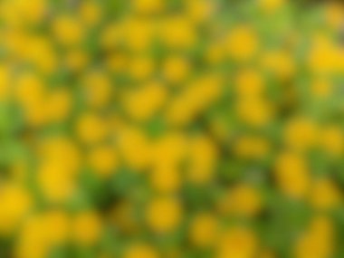 Bulanık sarı çiçek arkaplanı, motivasyon amaçlı alıntılar için kullanılabilir