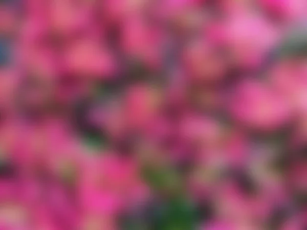 Blurry Red Flowers Blur Style Red Leaf Plant Background Can — Stockfoto