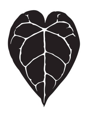 Fil kulak bitkisi silueti, siyah-beyaz çizim, anturyum kristalinyum yaprağı