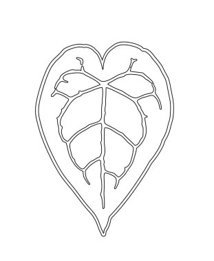 Sanat tarzında fil kulak bitkisi, anthurium kristallinum yaprağı çizimi, kontür çizimi