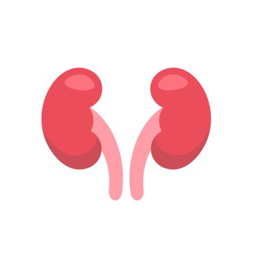 Böbrek ikonu vektörü, insan iç organları, böbrek ikonu düz çizim