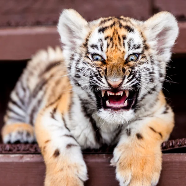 Retrato de tigre bebê — Fotografia de Stock