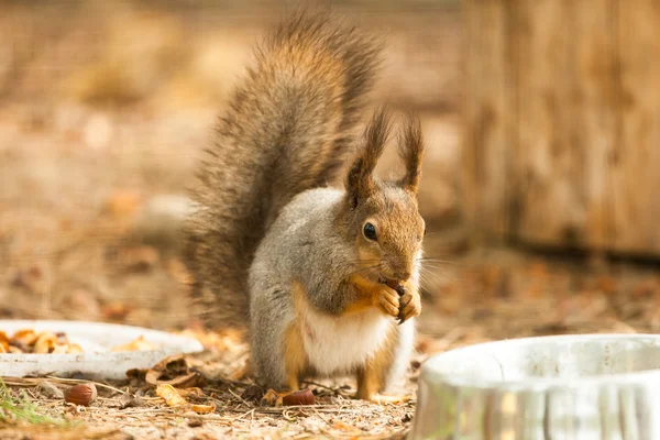 Foto de squirell comendo noz — Fotografia de Stock