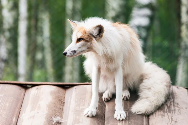 Photo of white fox — Stock Photo, Image