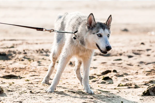 Photo of husky dog — Stock Photo, Image