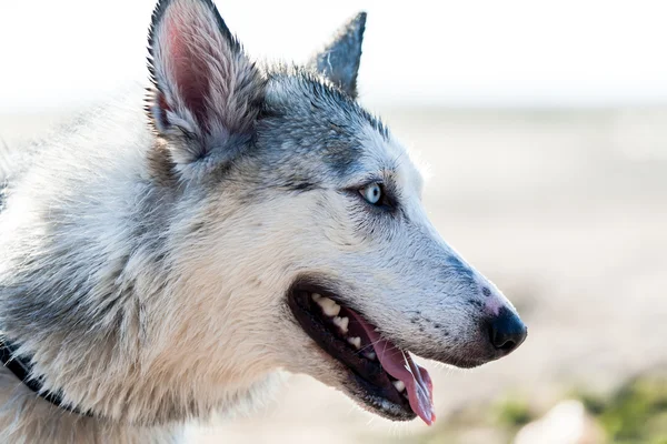 Photo of husky dog — Stock Photo, Image
