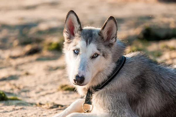 Photo of husky dog — Stock Photo, Image