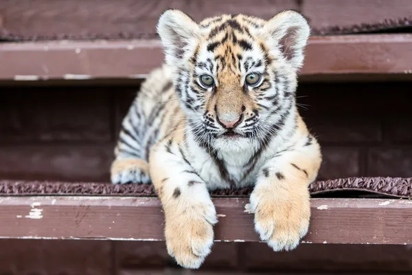 Dziecko Tygrys portret — Zdjęcie stockowe