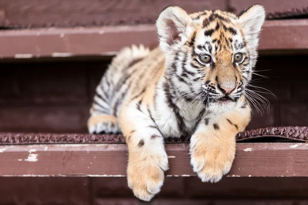 Πορτρέτο του τίγρη μωρό — Φωτογραφία Αρχείου