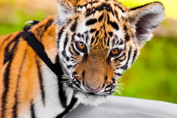 Baby tiger portrait — Stock Photo, Image