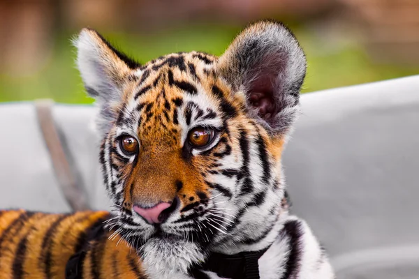 Baby tijger portret — Stockfoto