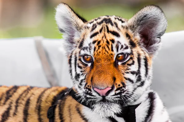 Baby tiger portrait — Stock Photo, Image