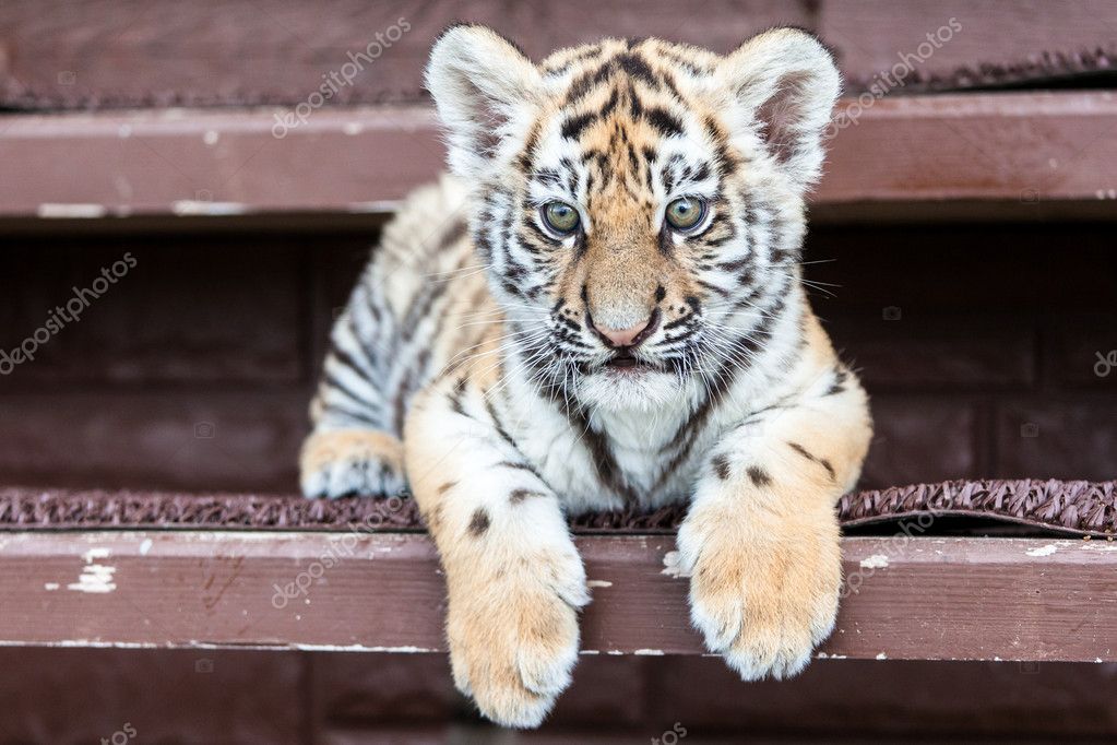 Tigre Bebe Images Libres De Droit Photos De Tigre Bebe Depositphotos