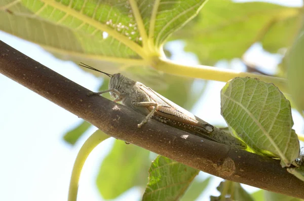 Cavalletta Albero Tra Foglie Nasconde Dal Sole — Foto Stock