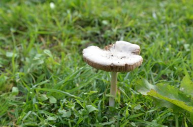 Yeşil çayırda mantar