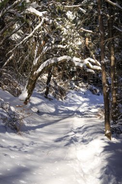 Simeonovo 'dan Zheleznitsa' ya giden yolda, Vitosha dağı, Bulgaristan
