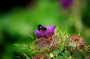 Bulgaristan 'ın güneybatısındaki Rila Dağı' nda Flora