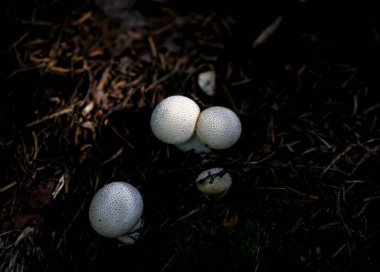 Bulgaristan 'ın güneybatısındaki Rila Dağı' nda mantar