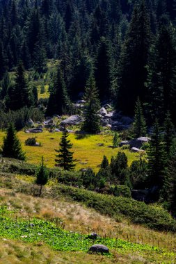 Bulgaristan 'ın güneybatısındaki Rila Dağı' nda Flora