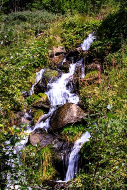 Bulgaristan 'ın güneybatısındaki Rila Dağı' nda Flora