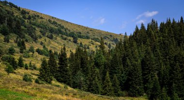 Bulgaristan 'ın güneybatısındaki Rila Dağı' nda Flora