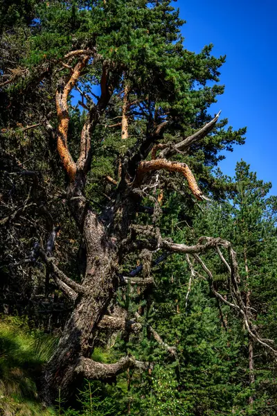 Bulgaristan 'ın güneybatısındaki Rila Dağı' nda Flora