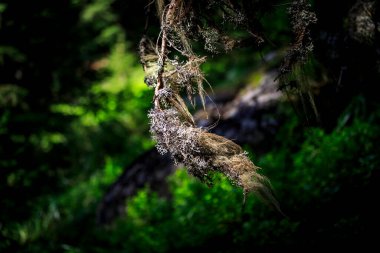 Bulgaristan 'ın güneybatısındaki Rila Dağı' nda mantar