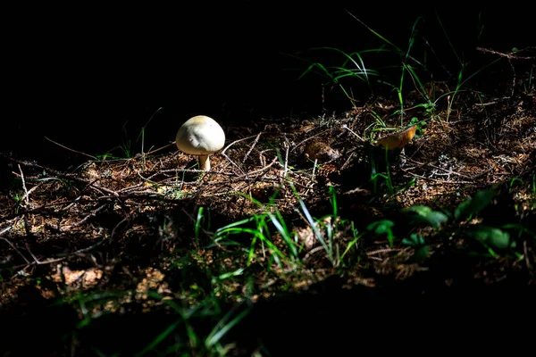 Bulgaristan 'ın güneybatısındaki Rila Dağı' nda mantar