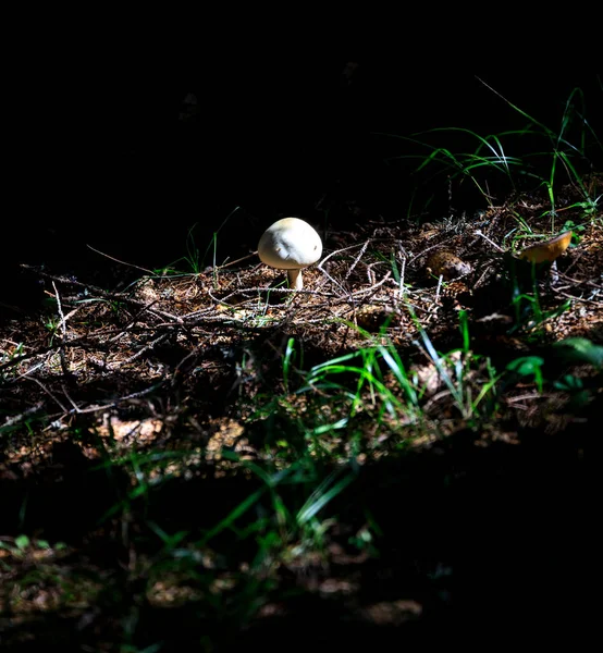 Bulgaristan 'ın güneybatısındaki Rila Dağı' nda mantar