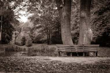 sonbahar. doğanın kompozisyon.