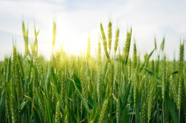 yulaf alanında spikelets
