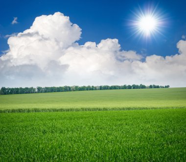 yeşil çayır buğday. doğanın kompozisyon.