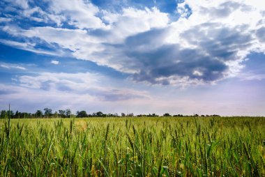 buğday alanı. doğanın kompozisyon
