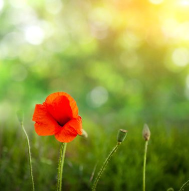 ufuk ışık yeşil zemin üzerine haşhaş