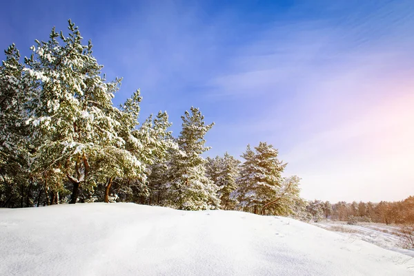 Kış manzarası. doğanın kompozisyon.