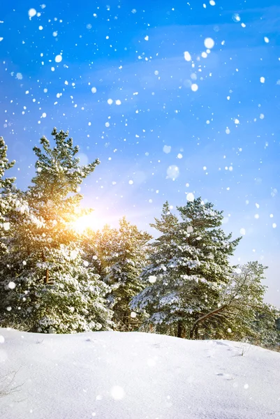 Kış manzarası. doğanın kompozisyon.