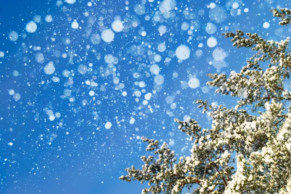 Vinterlandskap. sammansättningen av naturen. — Stockfoto